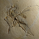 Illustration for article titled Beautiful Archaeopteryx fossil discovered in Germany